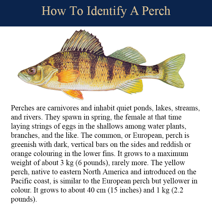Infographic showing how to identify a Perch