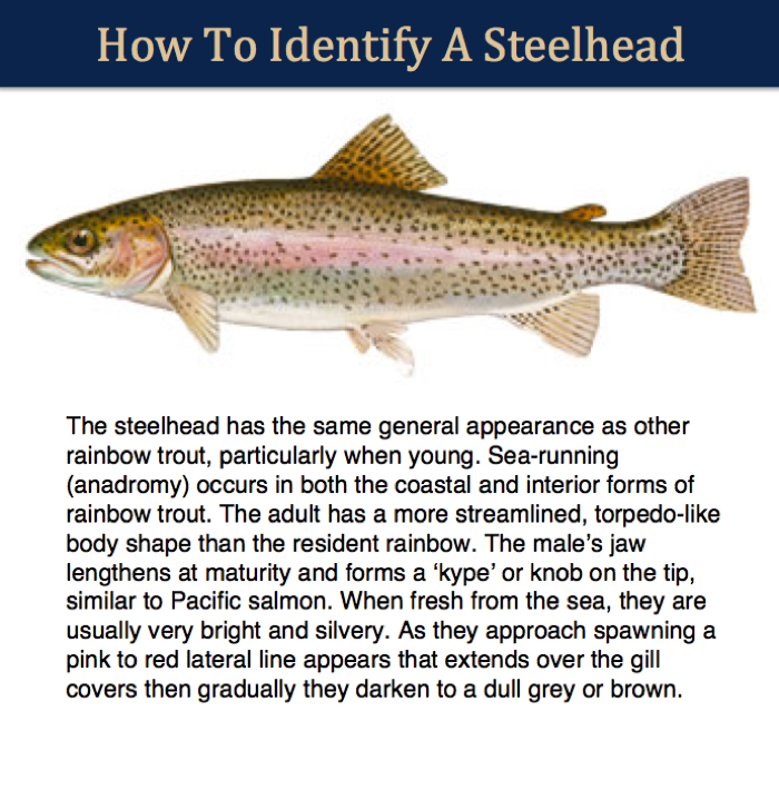 Infographic showing how to identify a Steelhead