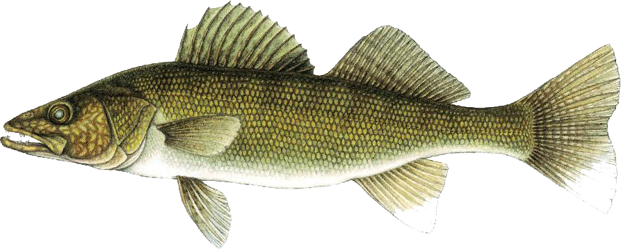 Watercolor illustration of a walleye fish