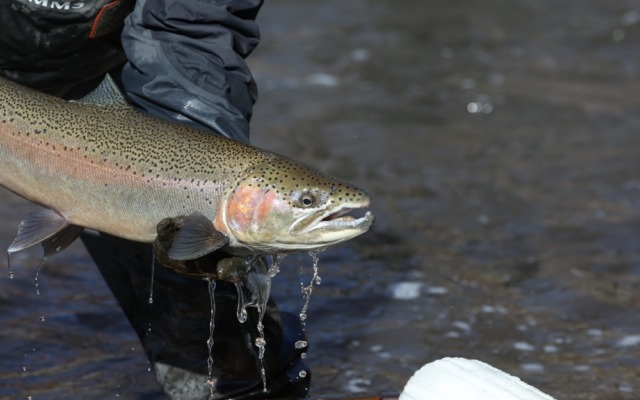 walleye fishing